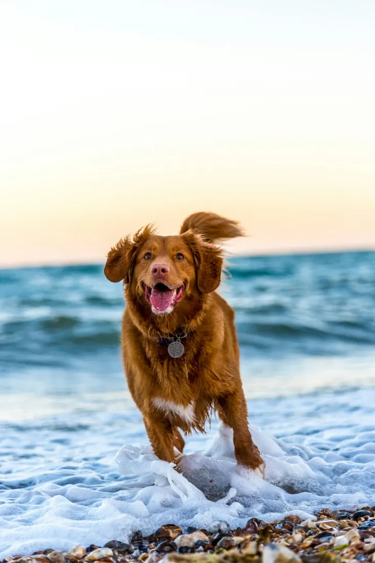 Happy dog outdoors
