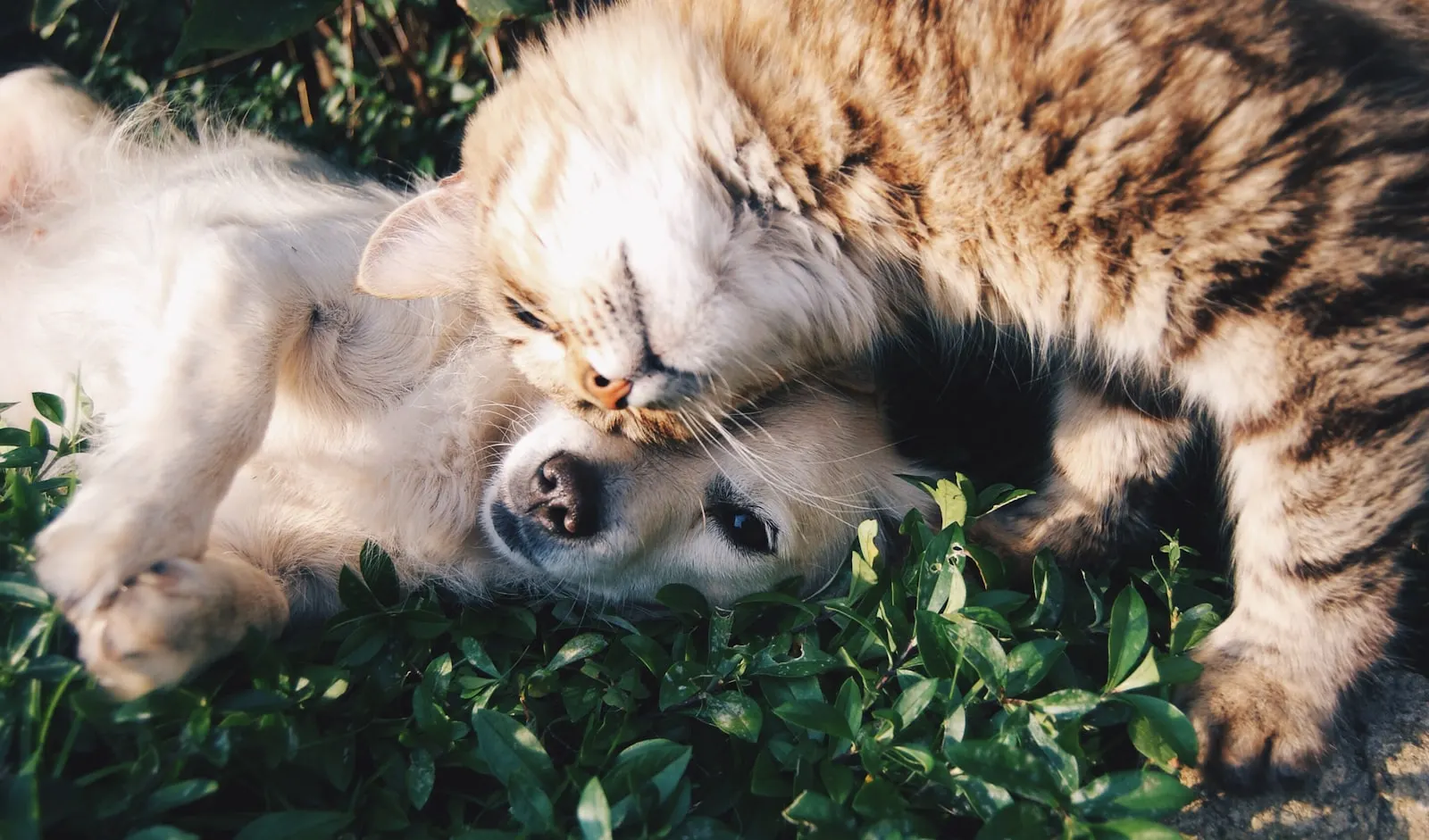 Pet Friendly Places