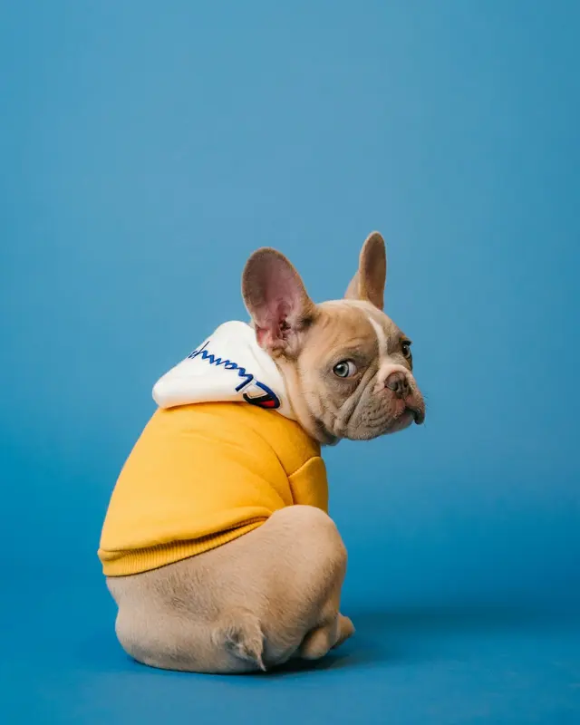 Orlando Humane Society